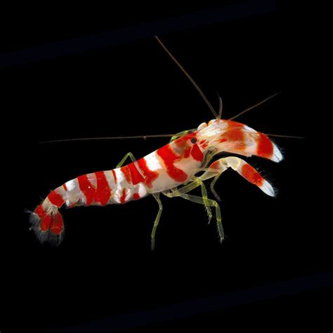 Candy Stripe Pistol Shrimp (Alpheus sp.) - Learning Center