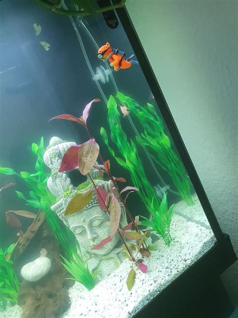 Taicols 4 Stück Aquarium Dekoration, Schwimmende Aquarium Dekoration ...