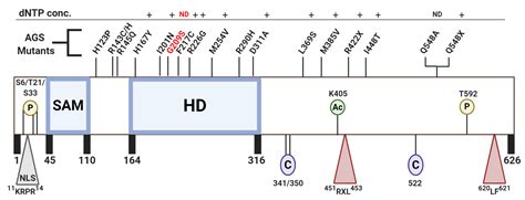 SAMHD1 Functions and Human Diseases