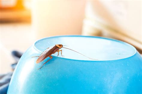 What Insects Eat Cockroaches And Keep Them Away