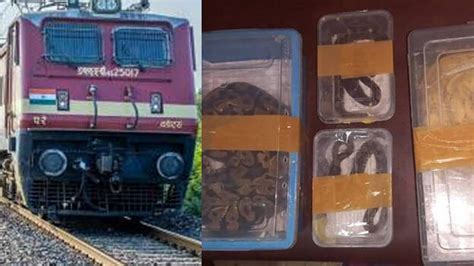 Kannur native fined by railways for bringing in African pythons via ...