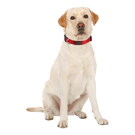 Our Accessories – Pawpourri