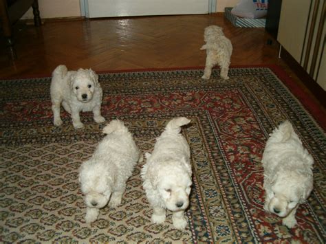 Pekinesen Welpen aus Ungarn in Budapest | Tiere | Kleinanzeigen