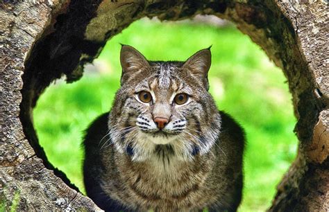 What Do Bobcats Prey On