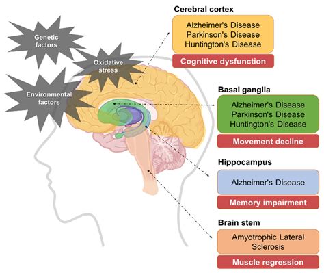 Degenerative Brain Disease