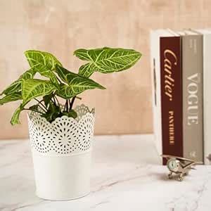 DecorTwist® Metal Planter Pot 6 Inch Height | Flower Pot for Home Decor ...
