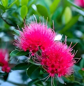 Hidden Enterprise Most Beautiful Xanthostemon Chrysanthus Flower Live ...
