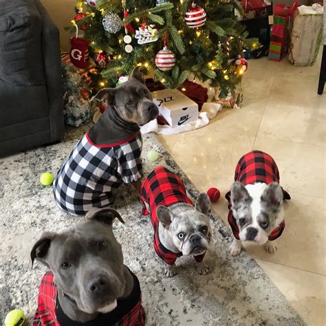 Silverado Veterinary Hospital Tour | Vet Clinic In Napa, CA