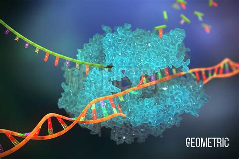DNA Polymerase Illustration | Geometric Medical Animation