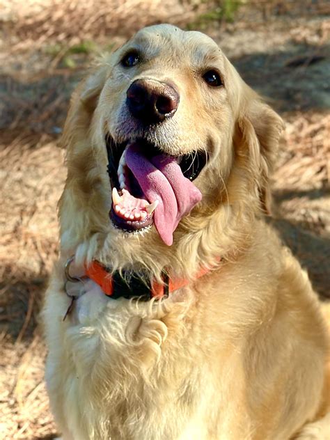 Adopt - Adopt a Golden Birmingham