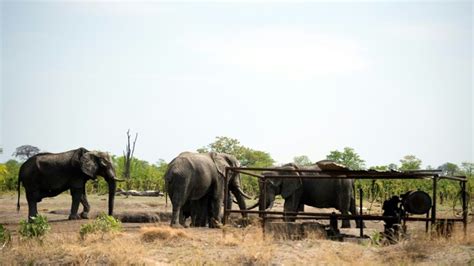 Zimbabwe : migration massive d’éléphants à cause du manque d’eau - RTBF Actus