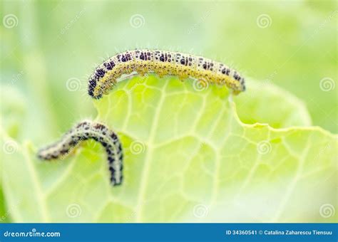 Caterpillar Eating Cabbage Leaf Stock Image - Image of entomology ...