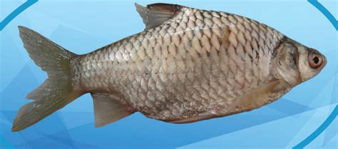 Silver barb ( Barbonymus gonionotus )