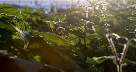 Adult Attachment Interview Classifications: Key Findings and Clinical ...