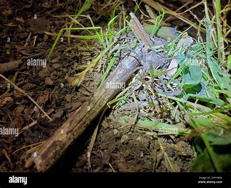 Wetland Giant Wolf Spider (Tigrosa helluo Stock Photo - Alamy