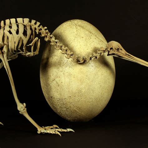 Kiwi Bird Egg Size Comparison Enormous Egg Save The Kiwi