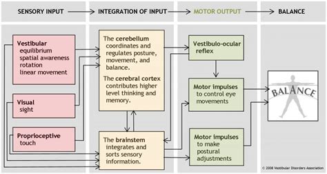 Vestibular Problems | Neuphysio
