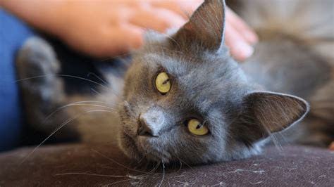 Watch Rocky Mountain Animal Rescue S1 Episode 1 on Disney+ South Africa ...