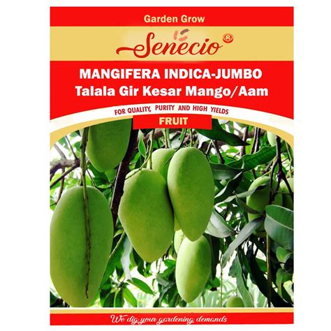 SENECIO Mangifera Indica Jumbo, Talala Gir Kesar Mango, Aam Seed Pack ...