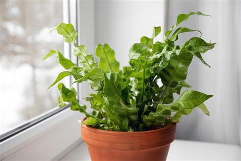 Bird's Nest Fern Care Guide for Beginners | HappySprout
