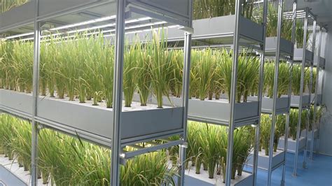 China's agricultural technology helps Qatar grow vegetables in desert - CGTN