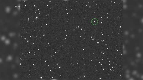 Koala in couple’s bedroom leaves them lost for words