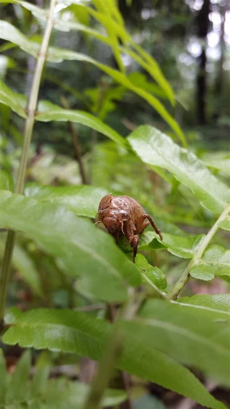 Image result for Empty Cicada Shell