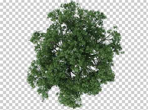 Image result for Tree Structure Texture Drawing