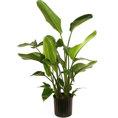 How To Pot White Bird Of Paradise at Bambi Foust blog
