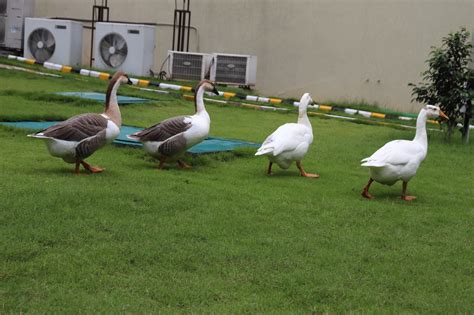 Capgemini Hyderabad Office: Where Innovation Meets Career Growth