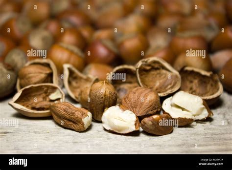 Image result for Hazelnut in Shell