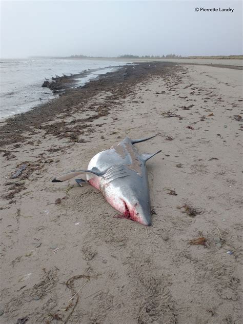 Dead Great White Shark found on shores of Canada's St. Lawrence River | News