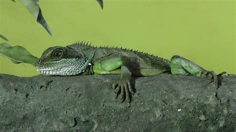 Chinese Water Dragon On A Branch Free Stock Photo - Public Domain Pictures
