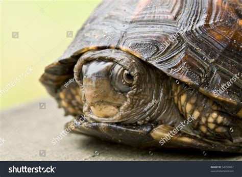 Closeup Shy Turtle Hiding His Shell Stock Photo 54356887 - Shutterstock
