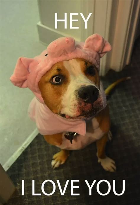 Image result for Terrifying Pit Bull