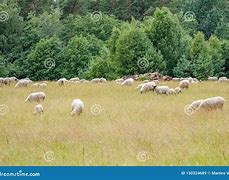 Image result for Country Farm Spring Animals