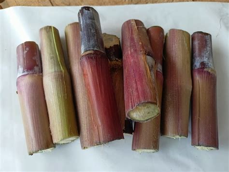 Australian Red Napier Foodler Grass Sticks | 50 Sticks Pack | Best Nap ...