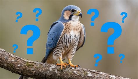 Blue Falcon Meaning: Understanding the Symbolism and Significance ...