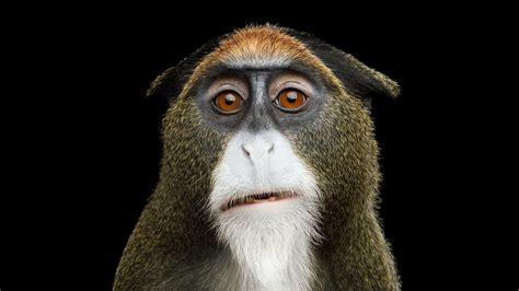 De Brazza’s Monkey Animal Facts - Cercopithecus neglectus - A-Z Animals