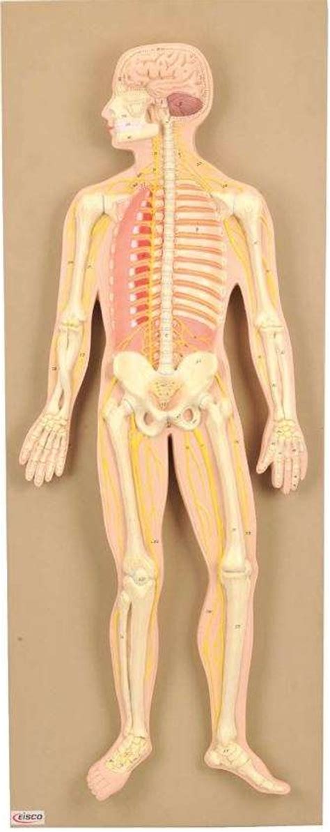 Circulatory System Working Model 的图像结果