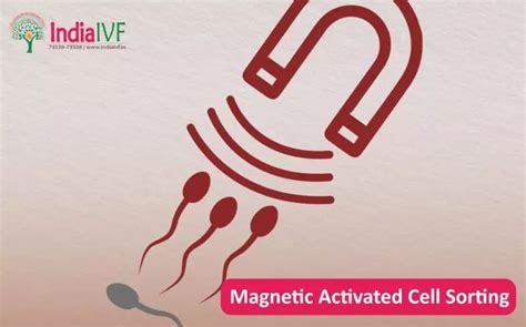 Image result for Magnetically Activated Cell Sorting