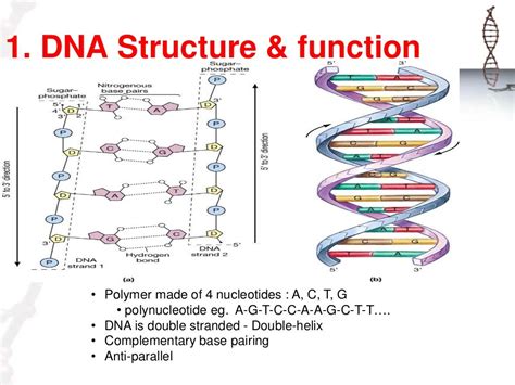 Genes 的图像结果