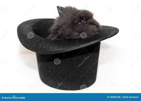 Double-maned Lionhead Rabbit in a Hop Hat Stock Photo - Image of bunny ...