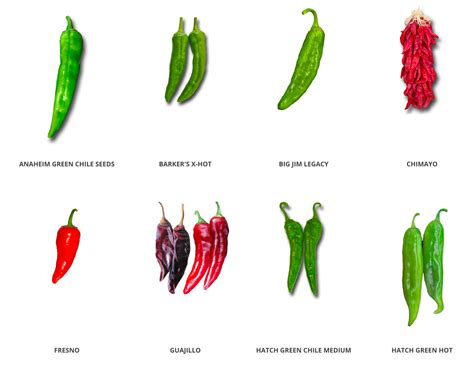 How To Grow Peppers – Sandia Seed Company