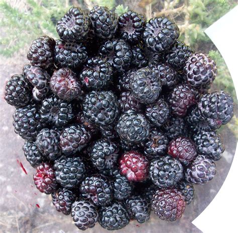 A First Effort – Journey Home