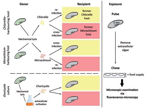 Algal Diversity in Paramecium bursaria: Species Identification ...