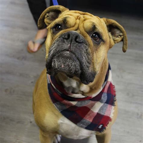 Valley Bulldog: Boxer & English Bulldog - The Dogman