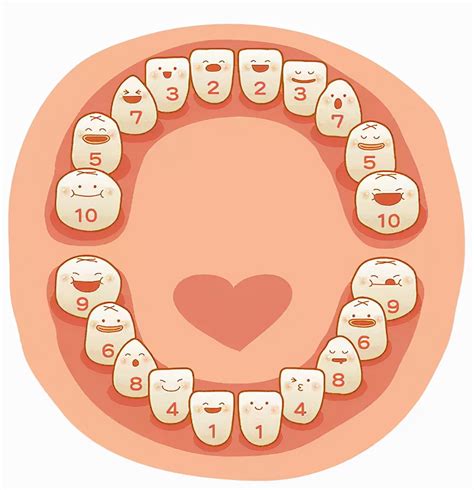 正常人有多少颗牙齿？传说32颗牙齿是富贵命，是真的吗？|牙齿|智齿|恒牙_新浪新闻