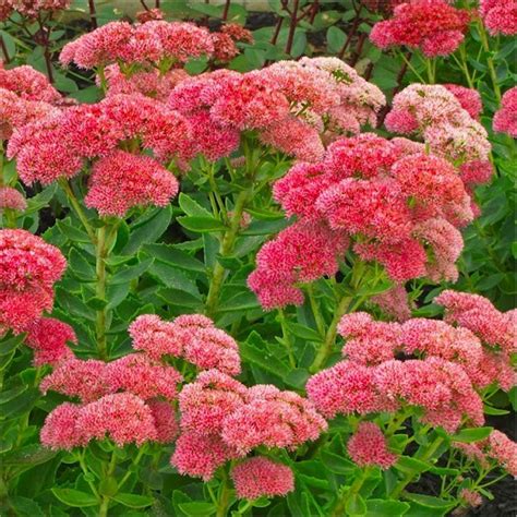 Autumn Joy Sedum Plant