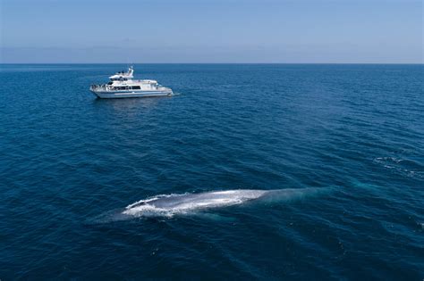 Whale Watching in Santa Barbara | Outdoor Activities